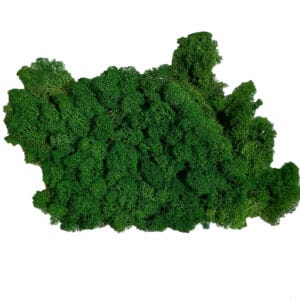 Lichen Préservé 500g
