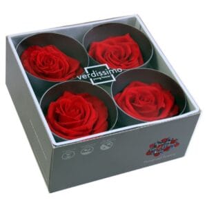 Verdissimo Bouton Rose Premium X4