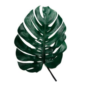 Feuille de Monstera