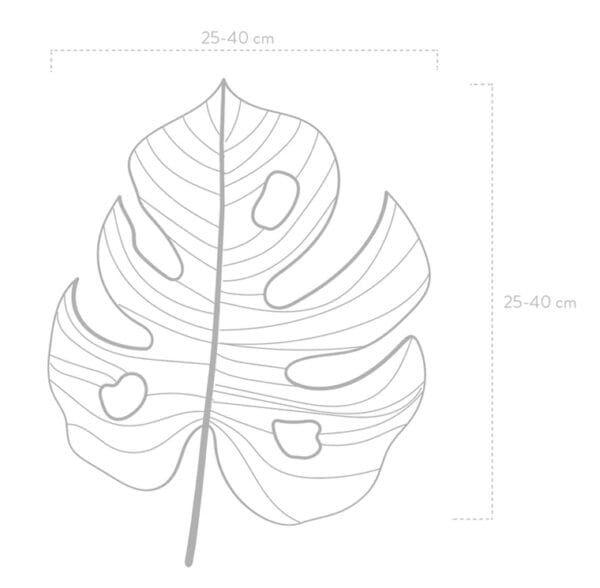 Feuille de Monstera – Image 2