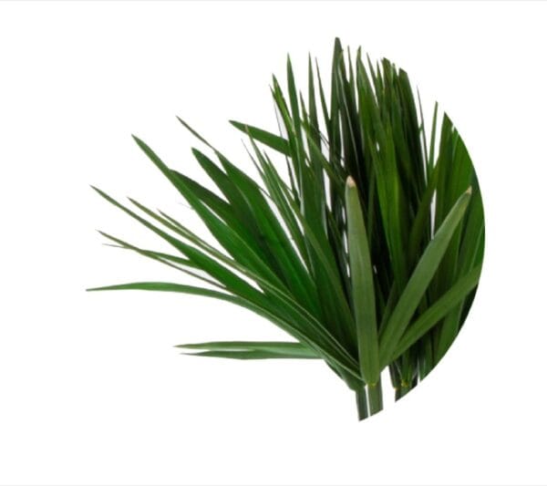 Papyrus Bouquet 60g – Image 2