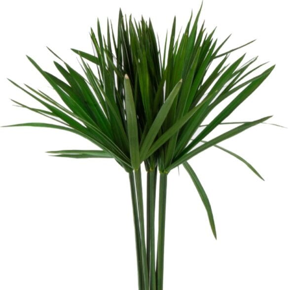 Papyrus Bouquet 60g