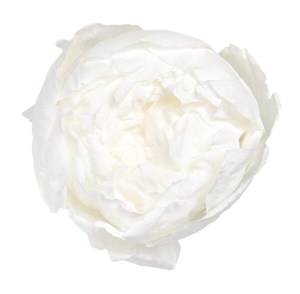 Pivoines Préservées – Image 8