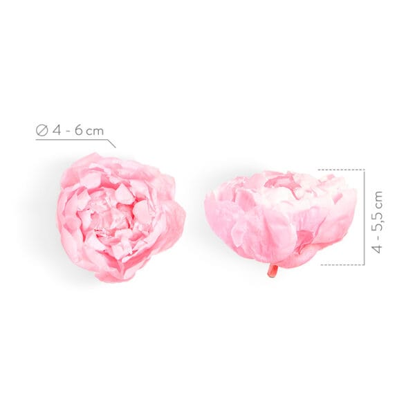 Pivoines Préservées – Image 3