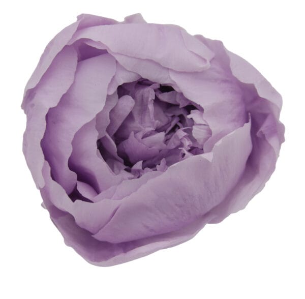 Pivoines Préservées – Image 4
