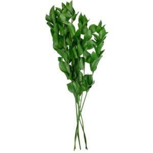 Ruscus Blanc ou Vert