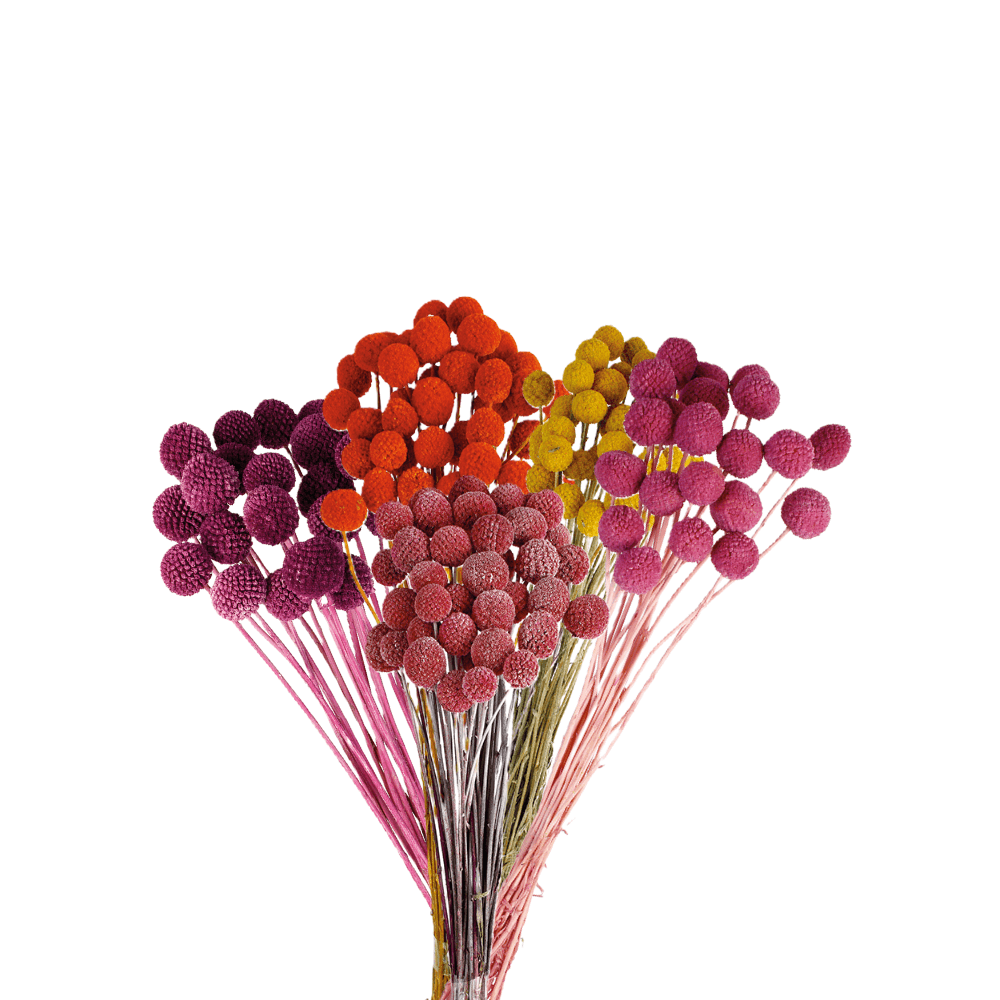 BOUQUET DE CRASPEDIA 50CM