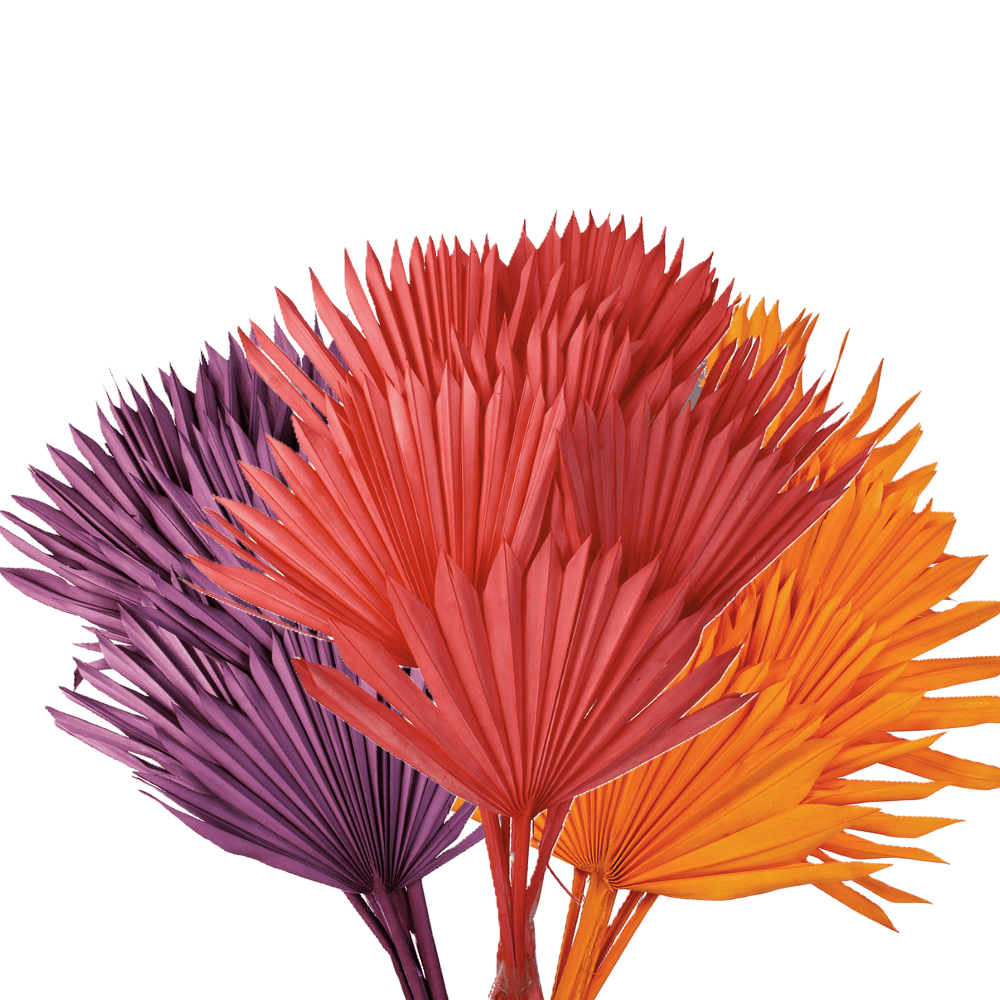 FAGOT DE 6 TIGES DE PALM SUN 60CM