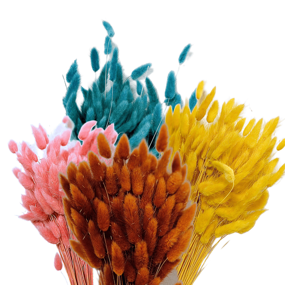 SACHET DE 100GR DE LAGURUS QUEUE DE LAPIN