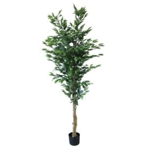FICUS VERT EN POT H180CM