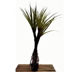 PANDANUS VERT EN POT 240CM