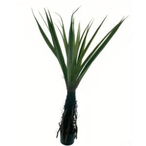 PANDANUS VERT EN POT 150CM