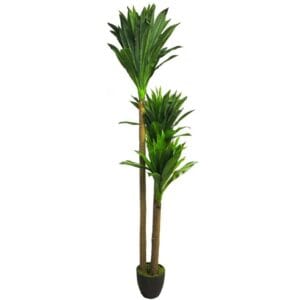DRACAENA 3 TRONCS 166 FEUILLES 1.70M