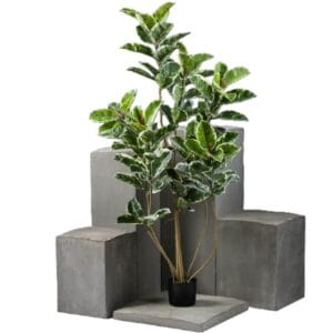 FICUS TINEKE MULTI TRONCS EN H1.50M