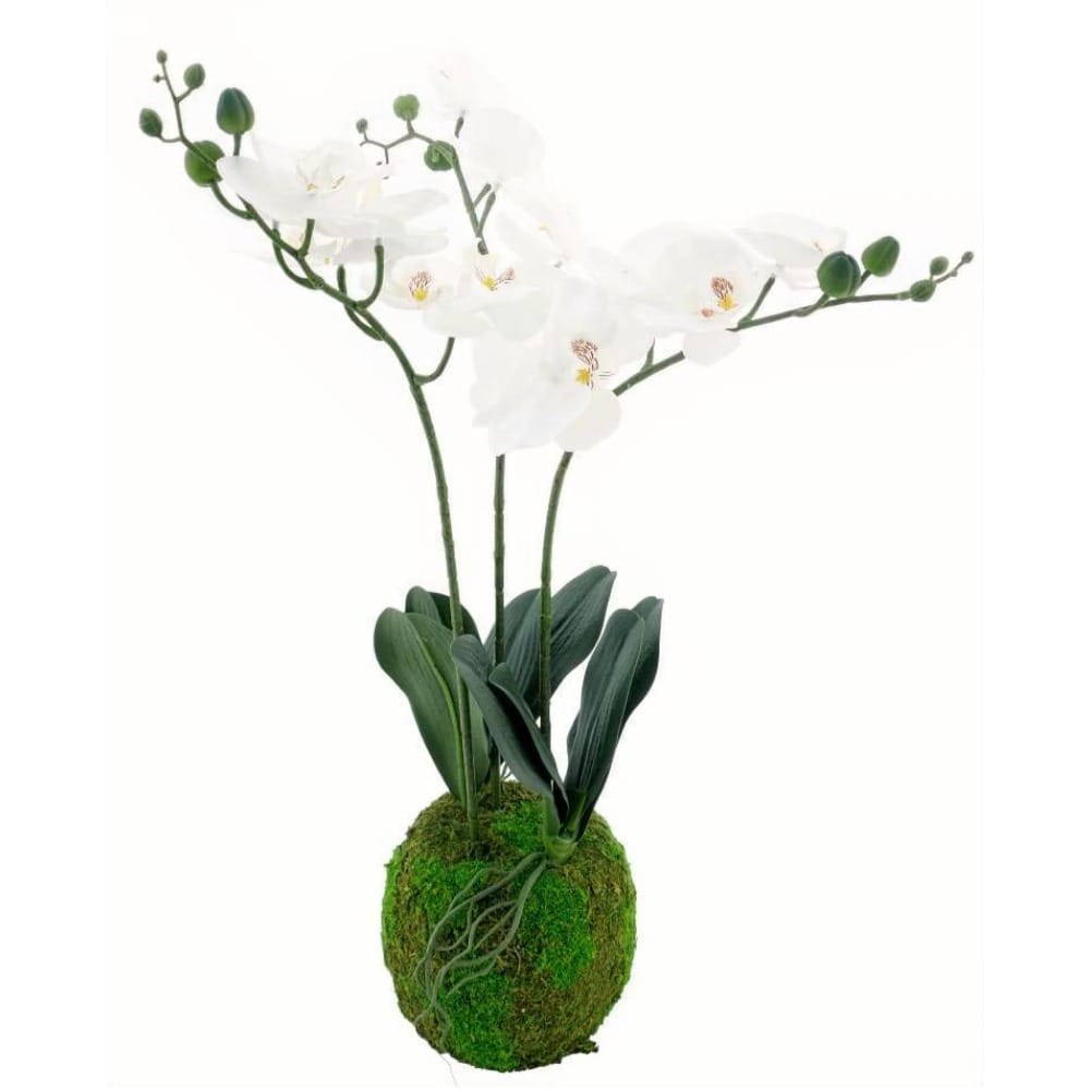 ORCHIDÉE PHALAENOPSIS SUR BOULE MOUSSE 3 BRANCHES