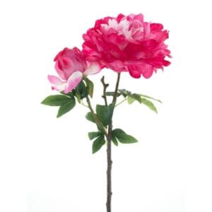 PIVOINE BICOLORE 77CM