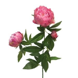 PIVOINE ROSE 70 CM