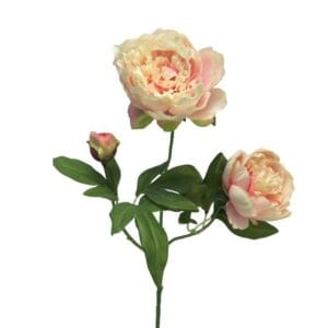 PIVOINE ROSE PALE 70 CM