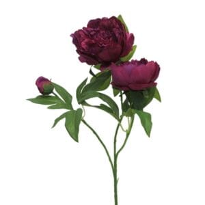 PIVOINE POURPRE 70 CM